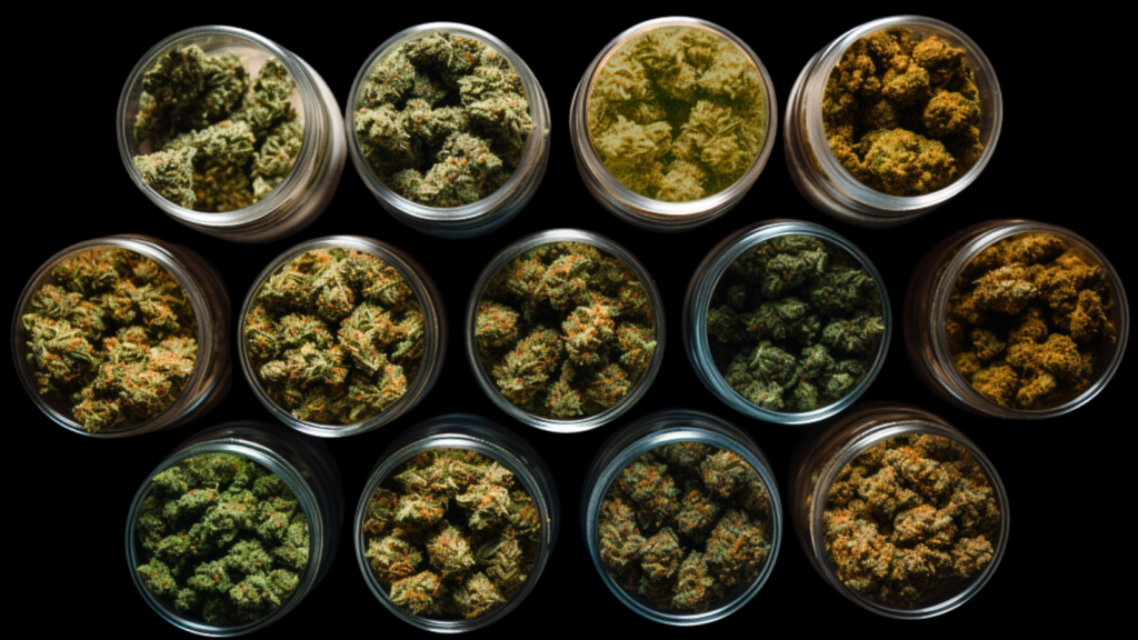 cannabis strains in jars